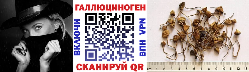 Псилоцибиновые грибы Psilocybine cubensis Боровск